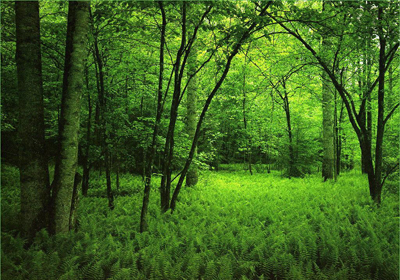 bosque verde con árboles, medio ambiente cuidado